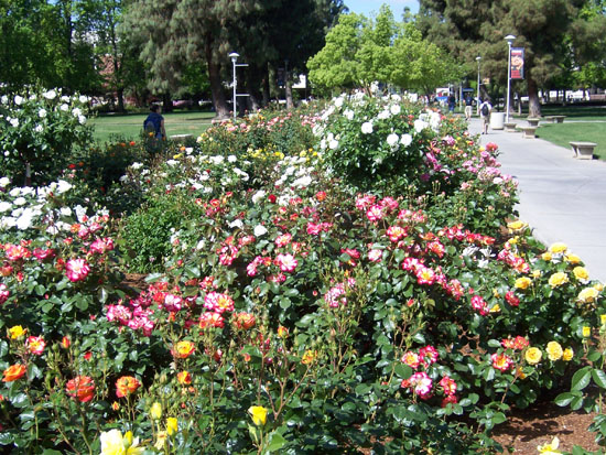 The Rose Garden - Arboretum