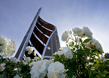   White roses in front of CSU Fresno